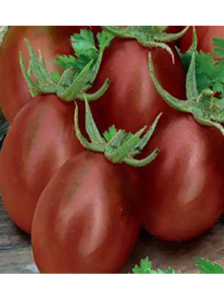 shokoladka-main-150868