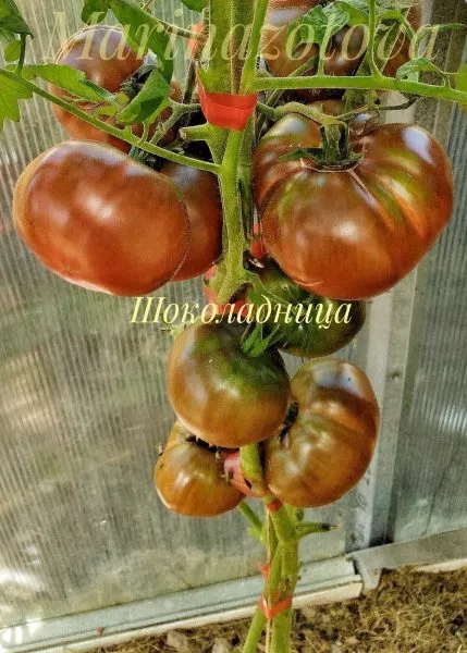 shokoladnitsa-3-148771