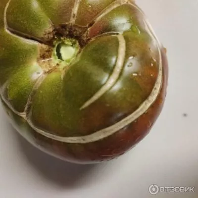 shokoladnitsa-7-148771