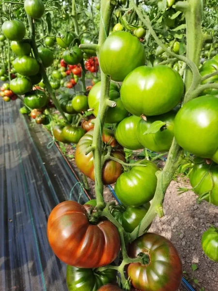 shokoladnitsa-main-148771