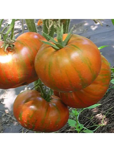 shokoladnyy-liker-5-142974