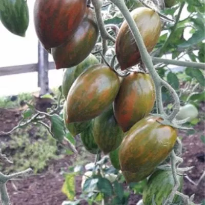 shokoladnyy-malchik-main-155628