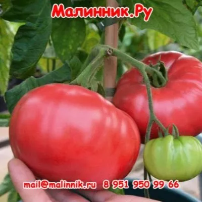 shtambovaya-koroleva-2-132652