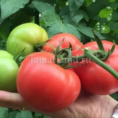 shtambovaya-koroleva-3-132652