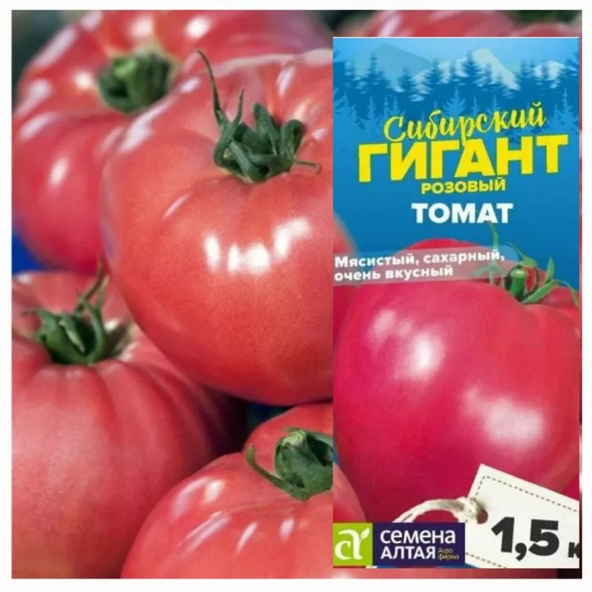 sibirskiy-gigant-rozovyy-1-132622