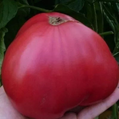 sibirskiy-gigant-rozovyy-2-132622