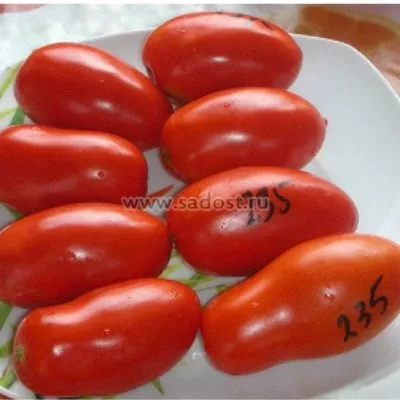 sibirskiy-grozdevoy-5-155287