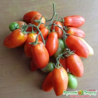 sibirskiy-grozdevoy-6-155287