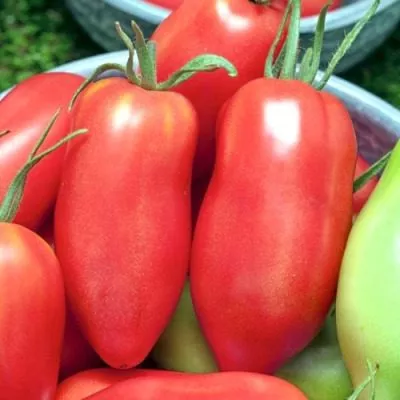 sibirskiy-grozdevoy-main-155287