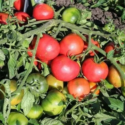 sibirskiy-gruntovoy-malinovyy-4-143034