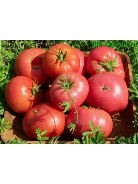 sibirskiy-gruntovoy-malinovyy-main-143034