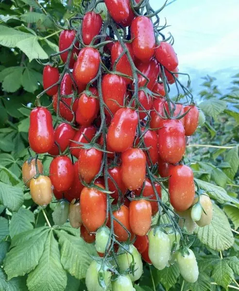 sibirskiy-izobilnyy-2-138303