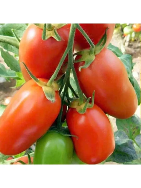 sibirskiy-izobilnyy-3-138303