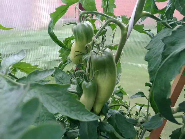 sibirskiy-kazak-2-158018