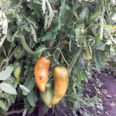 sibirskiy-kazak-3-158018