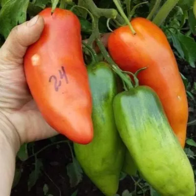 sibirskiy-kazak-4-158018