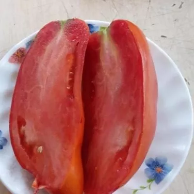 sibirskiy-kazak-5-158018