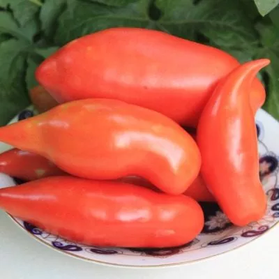 sibirskiy-kazak-6-158018