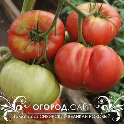 sibirskiy-velikan-main-148817