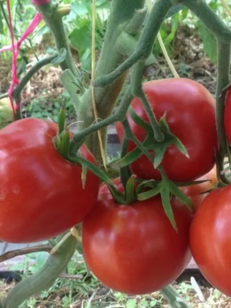 sibirskoe-chudo-1-159386