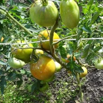 sibirskoe-chudo-2-159386