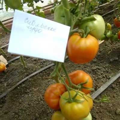 sibirskoe-chudo-3-159386