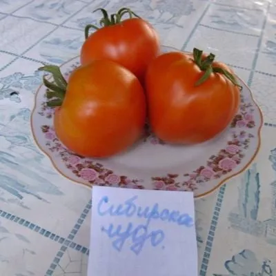 sibirskoe-chudo-4-159386