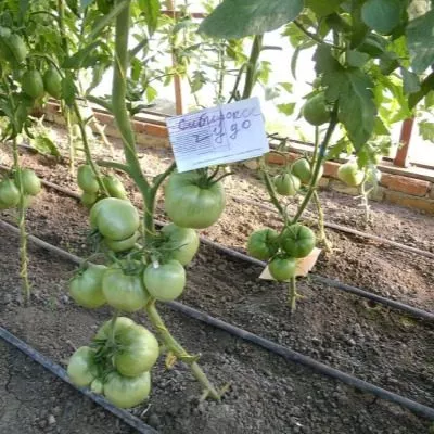 sibirskoe-chudo-6-159386