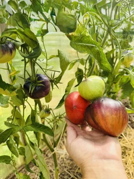 sinie-gory-serzhanta-peppera-1-161922