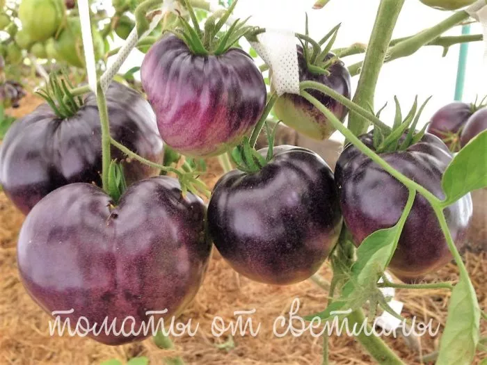 sinie-gory-serzhanta-peppera-5-161922