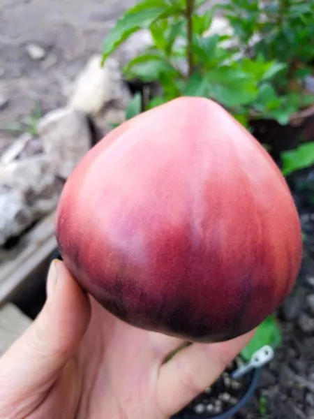 sinie-gory-serzhanta-peppera-8-161922