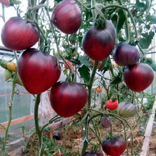 sinie-gory-serzhanta-peppera-main-161922