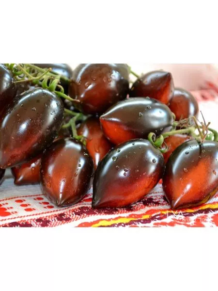 siniy-martsano-1-140600-1