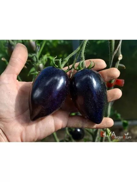 siniy-martsano-1-140600-2