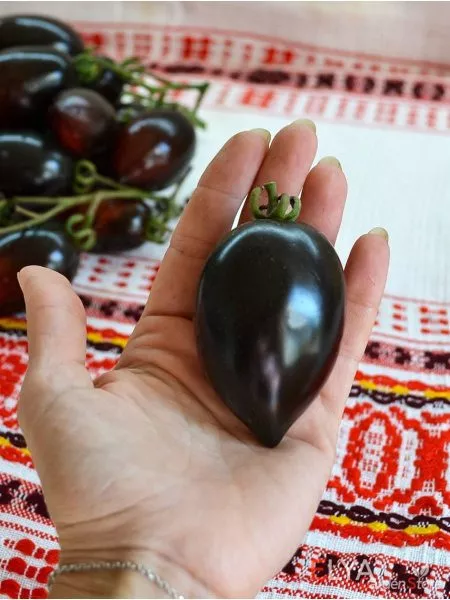 siniy-martsano-1-140600-4