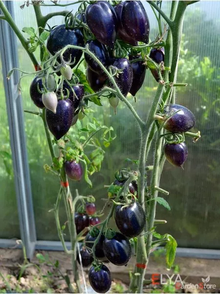 siniy-martsano-1-140600