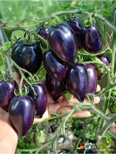 siniy-martsano-2-140600-1