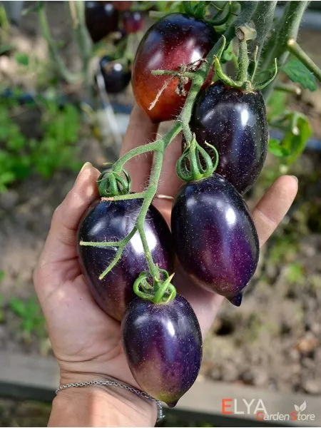 siniy-martsano-2-140600