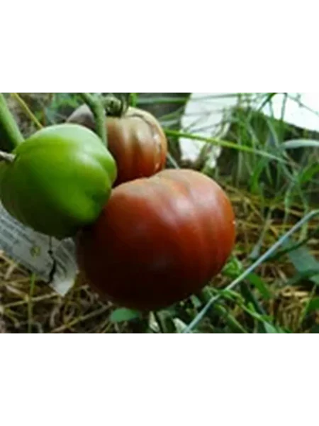 sirenevoe-ozero-lavandovoe-ozero-2-141301