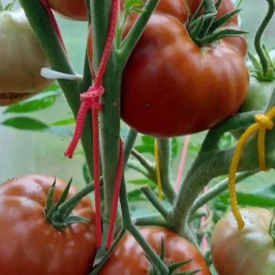 sirenevoe-ozero-lavandovoe-ozero-6-141301