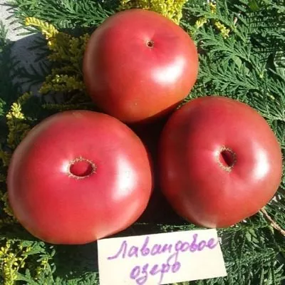 sirenevoe-ozero-lavandovoe-ozero-7-141301