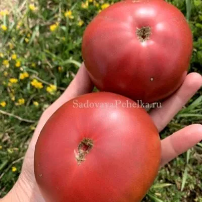 sirenevoe-ozero-lavandovoe-ozero-8-141301