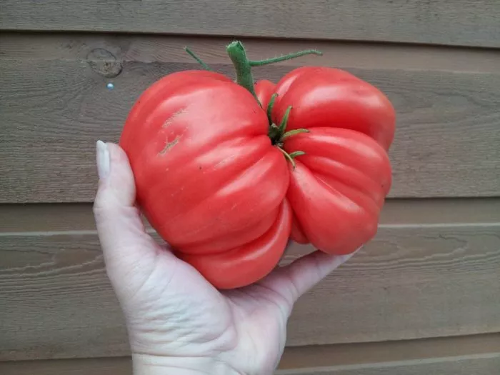 sitsiliyskoe-blyudo-3-137250