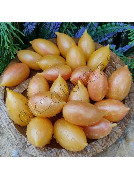 skazochnaya-magiya-2-159016