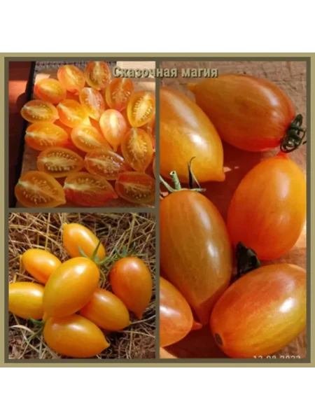 skazochnaya-magiya-3-159016