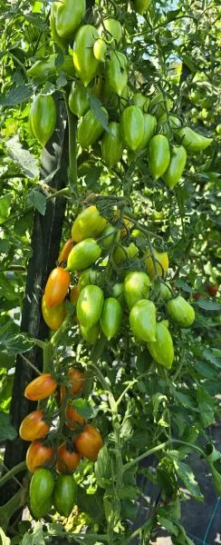 skazochnaya-magiya-5-159016