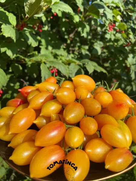 skazochnaya-magiya-6-159016