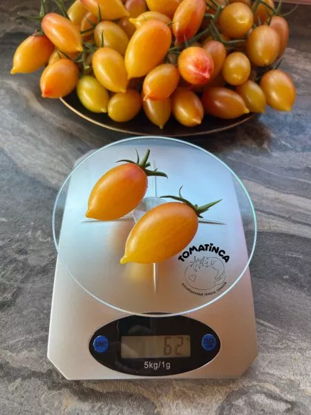 skazochnaya-magiya-9-159016