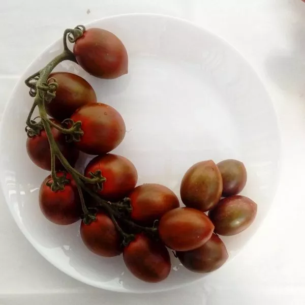 skazochnyy-granat-10-158950