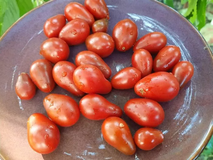 skazochnyy-granat-3-158950